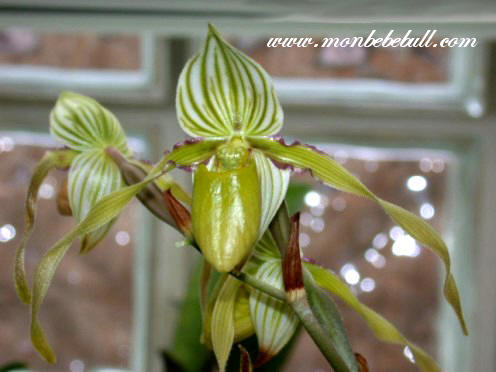 Paph philippinense alba.jpg